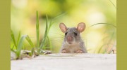 Hicks Pest Control