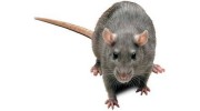 Statewide Exterminating