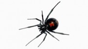 River City Termite & Pest Control