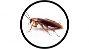 303 Pest Control