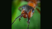 ABC Exterminating