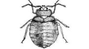 Abolish Pest Control