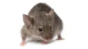 Contail Pest Control