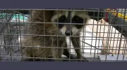 PEST CONTROL NATIONAL CITY