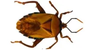 United Exterminators