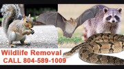 Absolute Pest Control