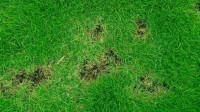 Lawn Disease & Insect Prevention