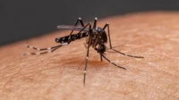 Mosquito Control