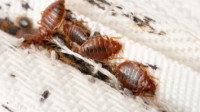 Bed Bug Control