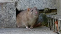 Rodent Control