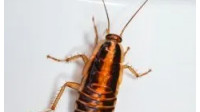 Cockroach Control